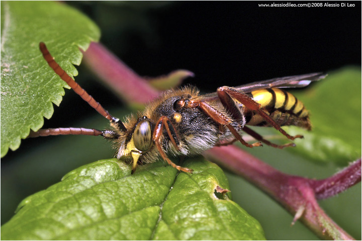 Nomada rufipes