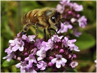 Apis mellifera