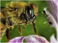 Apis mellifera