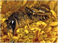 Ape dentro il tarassaco [Apis mellifera]