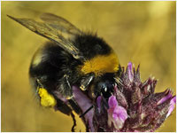 Bombus hortorum