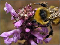 Bombus hortorum