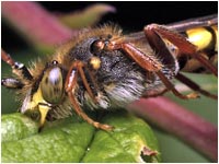 Nomada rufipes