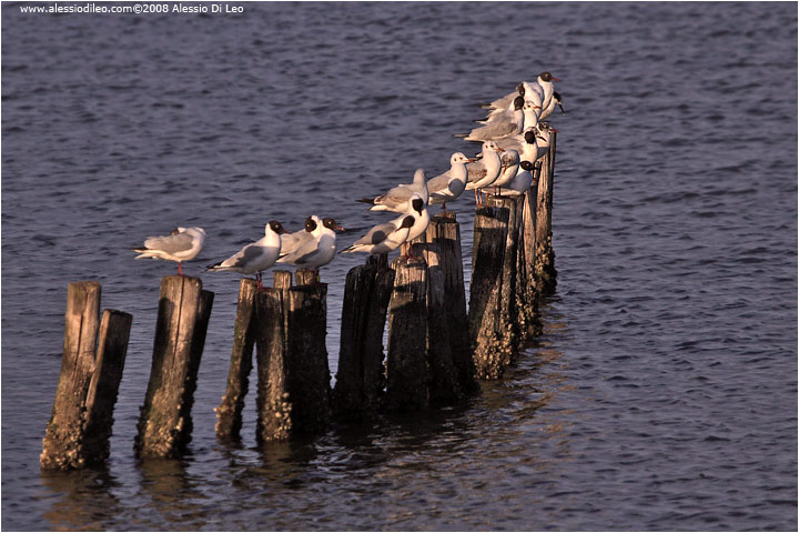 Gabbiani comuni [Larus ridibundus]