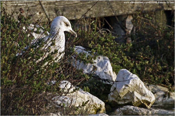 Gabbiano reale [Larus michahellis]