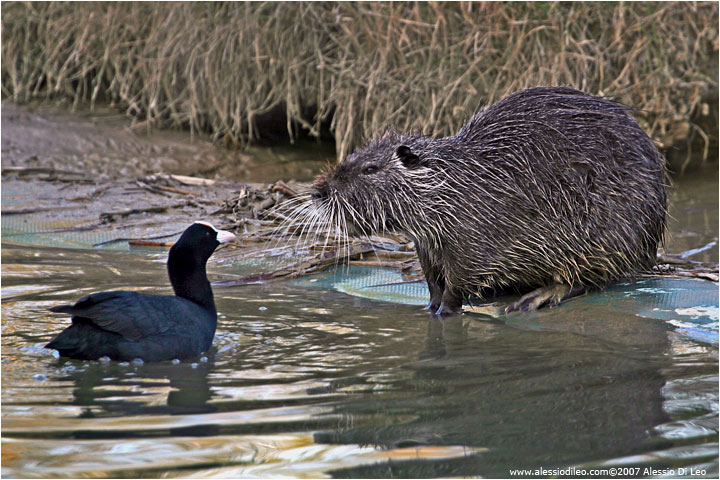 Nutria [Myocastor coypus]