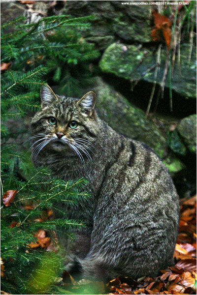 Gatto selvatico - [Felis silvestris]