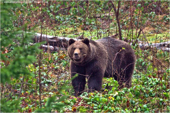 Orso bruno - [Ursus arctos]