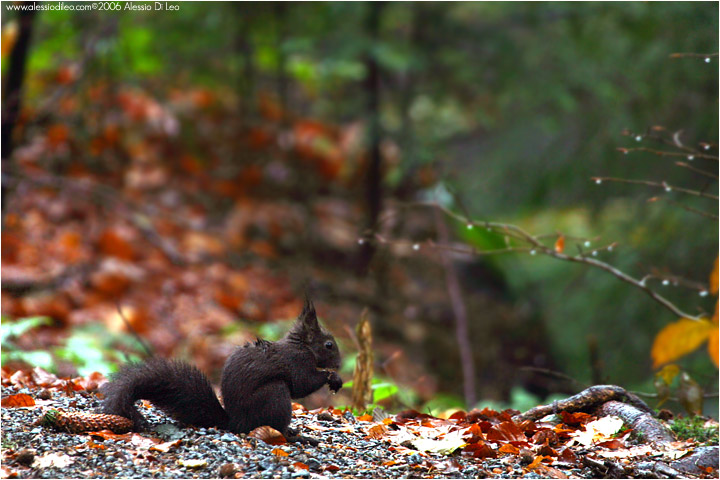 Scoiattolo rosso - [Sciurus vulgaris]