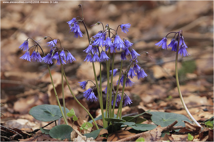 Soldanella alpina