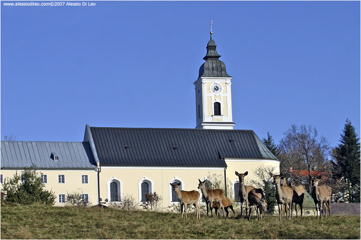 I cervi di St Oswald