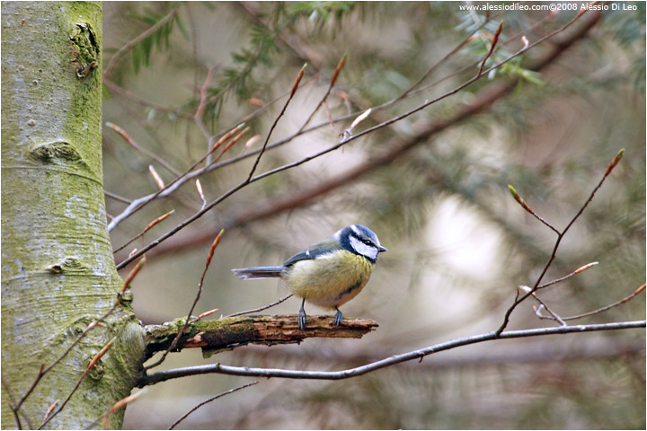 Cinciarella - [Parus caeruleus]