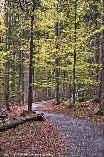 Il sentiero attraverso il bosco