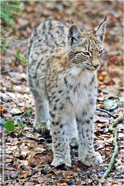 Il cucciolo di lince  cresciuto