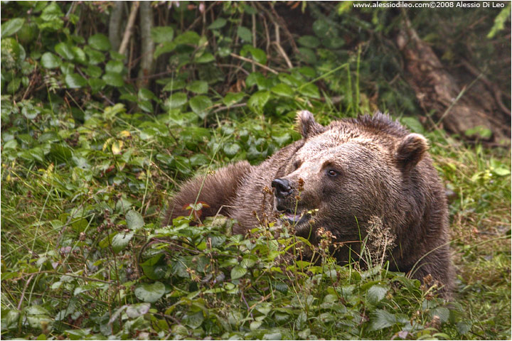 Orso bruno - [Ursus arctos]