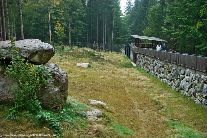 Il recinto delle linci TIER FREIGELNDE II Bayerischer Wald