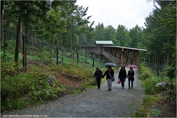 Il recinto dei lupi TIER FREIGELNDE II Bayerischer Wald