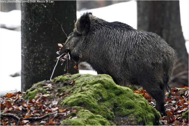 Cinghiali [Sur scrofa]