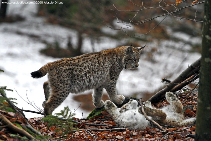 Cuccioli di lince che giocano