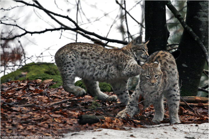 Cuccioli di lince che giocano