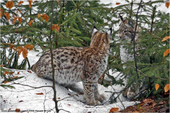 Cuccioli di lince che giocano