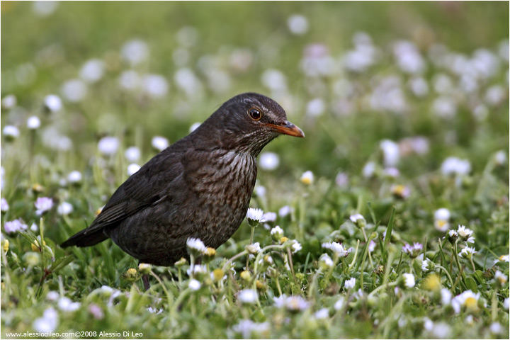 Merlo [Turdus merula]