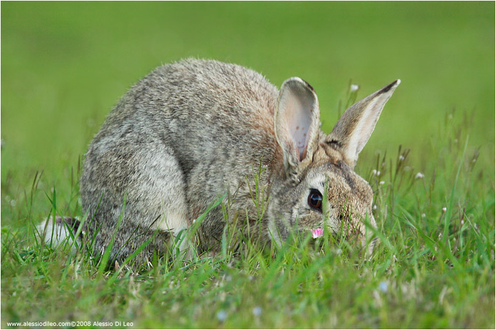 Coniglio selvatico [Oryctolagus cuniculus]