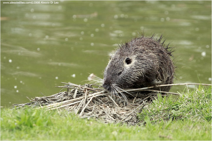 Nutria [Myocastor coypus]