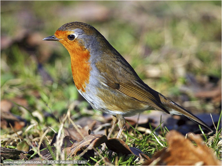 Pettirosso [Erithacus rubecola]