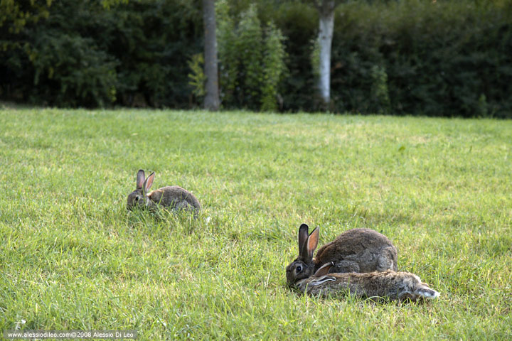 Conigli selvatici [Oryctolagus cuniculus]