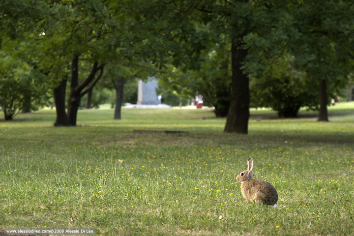 Coniglio selvatico [Oryctolagus cuniculus]