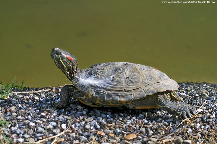 Trachemys