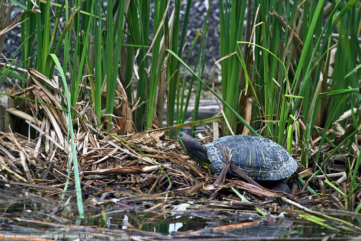 Trachemys