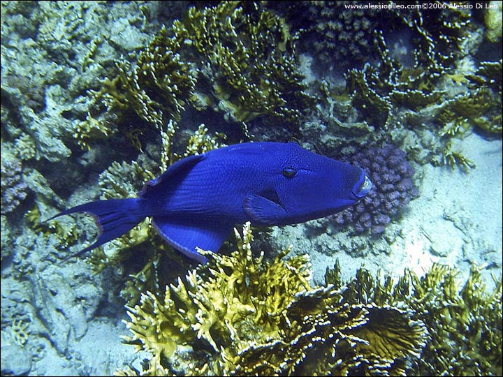 Pesce balestra blu [Pseudobalistes fuscus]