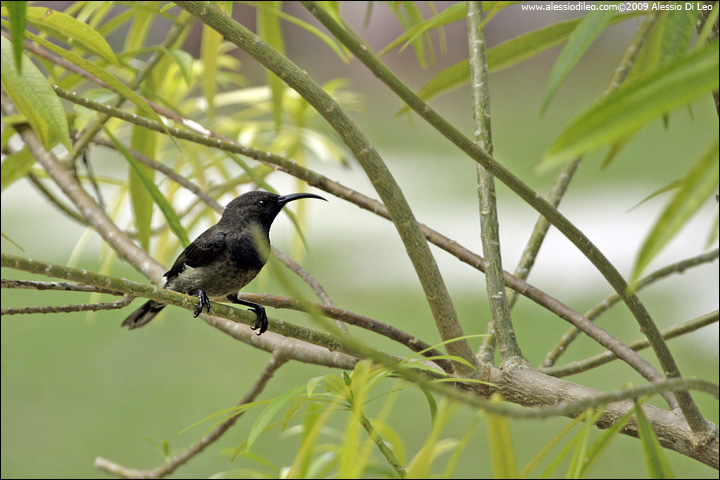 Nettarinia delle Seychelles - Seychelles sunbird - [Nectarinia dussumieri] - endemico - Seychelles