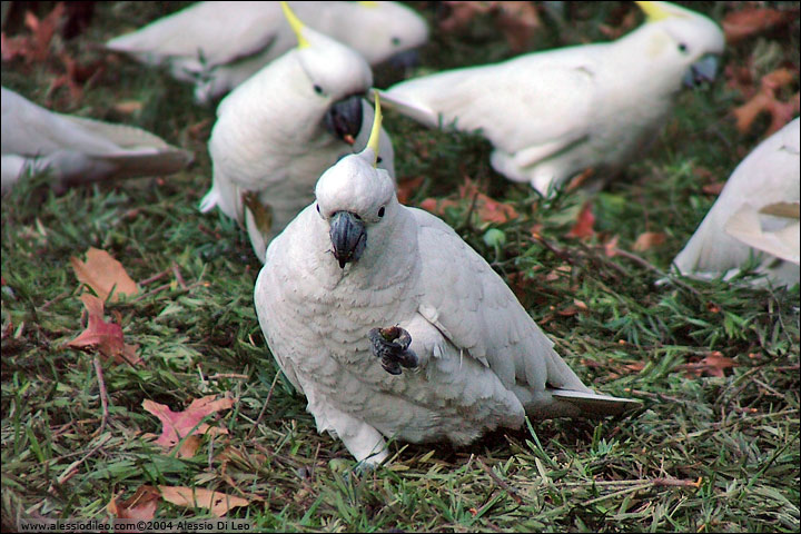 Sulphur-crested cockatoo [Cacatua galerita] - Sydeney