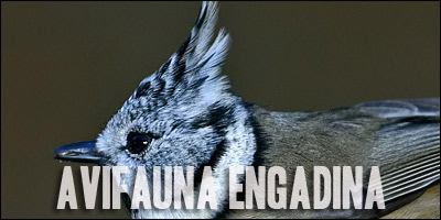Clicca per aprire la galleria dell'avifauna dell'Engadina