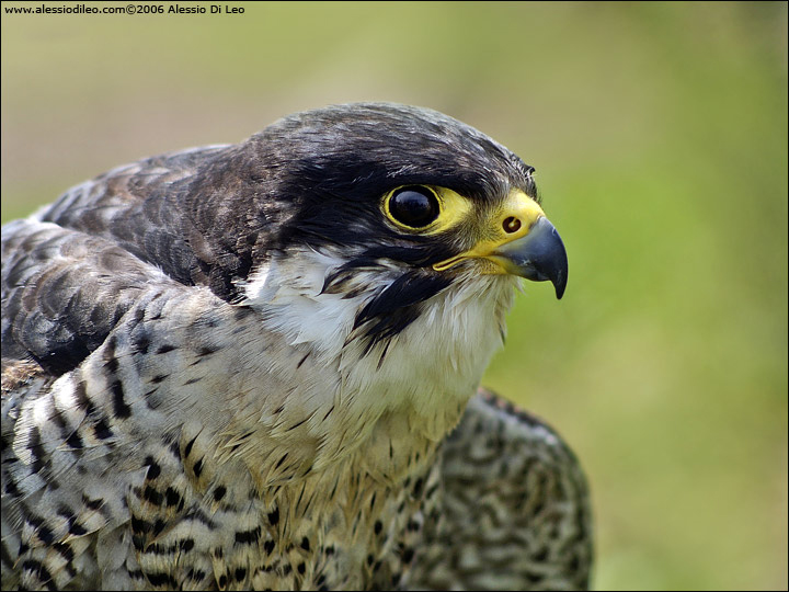 Falco pellegrino [Falco peregrinus]