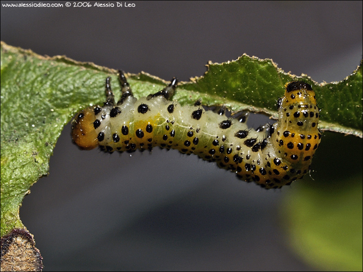 Arge_ochropus_larva_002.jpg