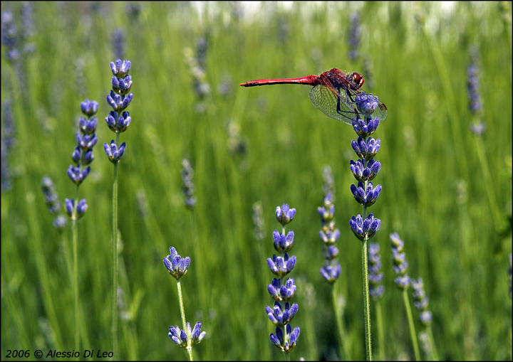 Libellula_su_lavanda.jpg