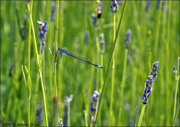 Libellula_su_lavanda_2.jpg