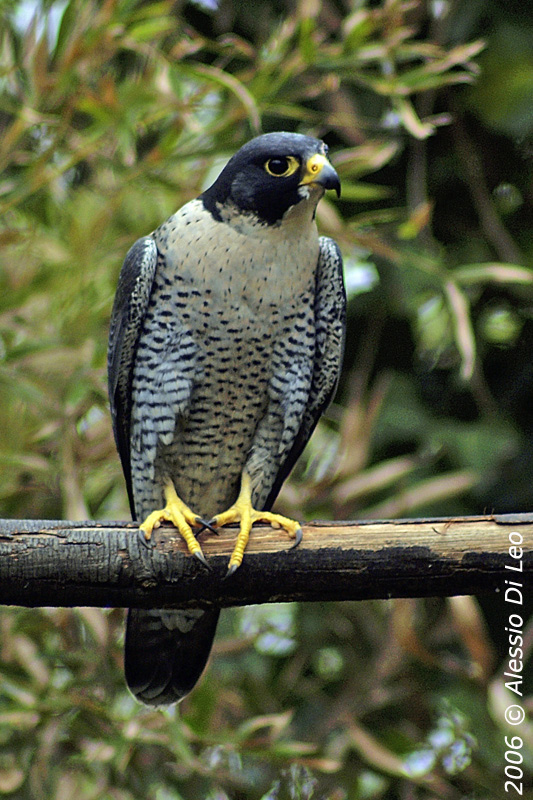 Falco pellegrino, Moretta tabaccata, , Nibbio bruno