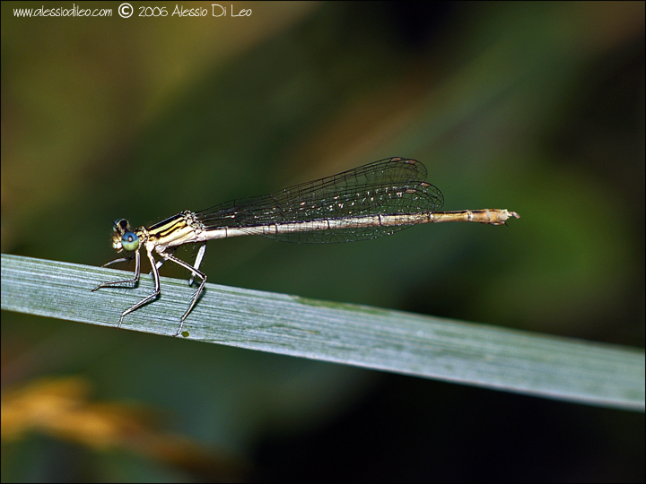 Platycnemis_pennipes_001.jpg