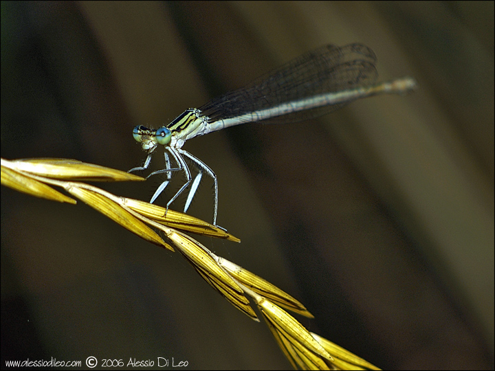 Platycnemis_pennipes_002.jpg