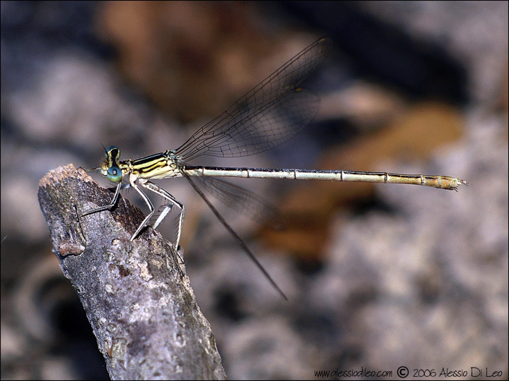 Platycnemis_pennipes_003.jpg