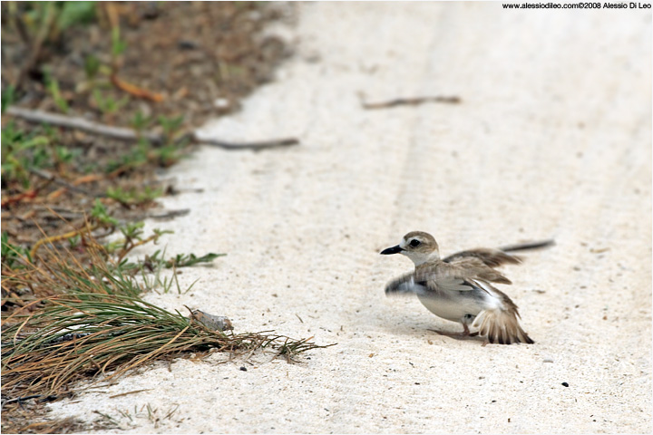 Corriere di Wilson impegnato in un bagno di sabbia